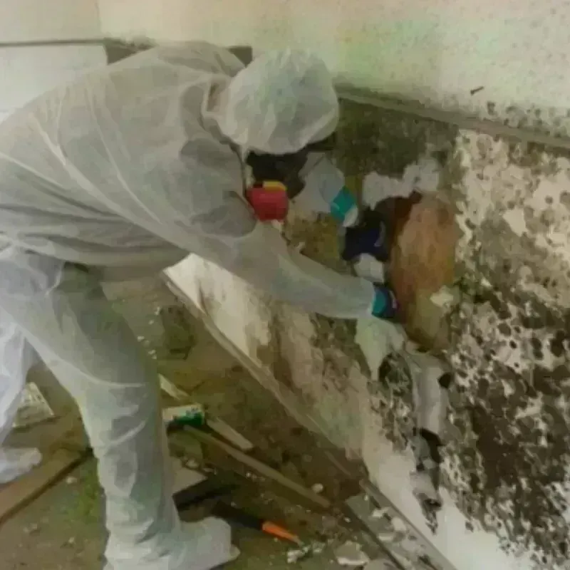 Mold Remediation and Removal in Mendota, IL